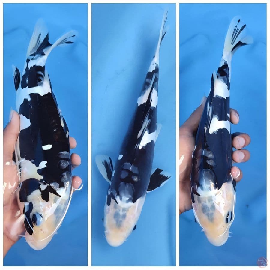 doitsu siro 30 cm bahan bagus