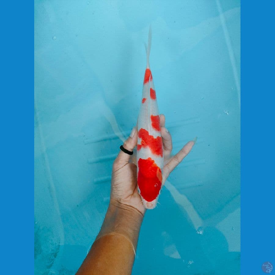kohaku 28 cm