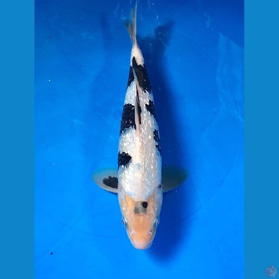 shiro ginrin 29cm