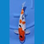 SANKE HQ BAKAT JUMBO ~41cm/Feemale~