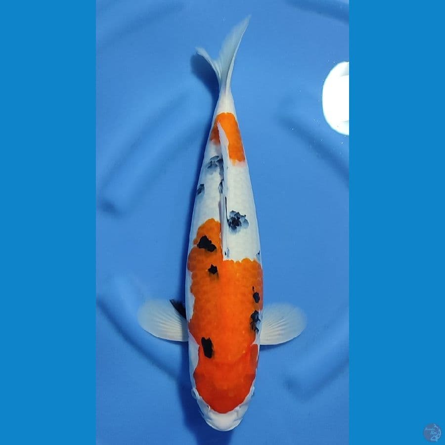 SANKE HQ BAKAT JUMBO ~40cm/Feemale~