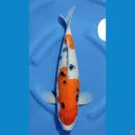 SANKE HQ BAKAT JUMBO ~40cm/Feemale~