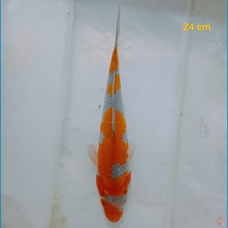 sq ochiba 24 cm