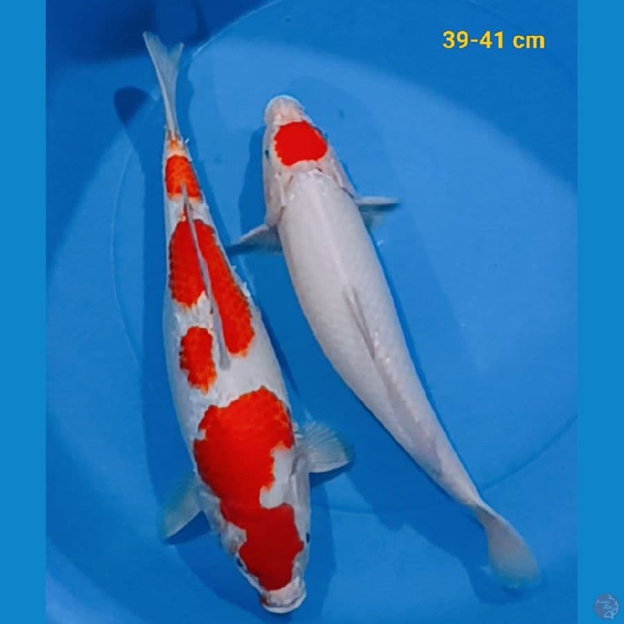 paket mixs 39-41 cm
