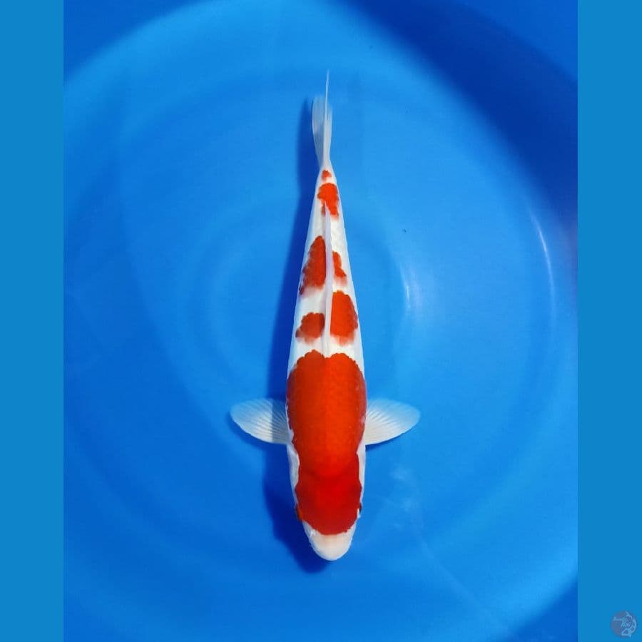 KOHAKU BAKAT JUMBO 40CM oryginal