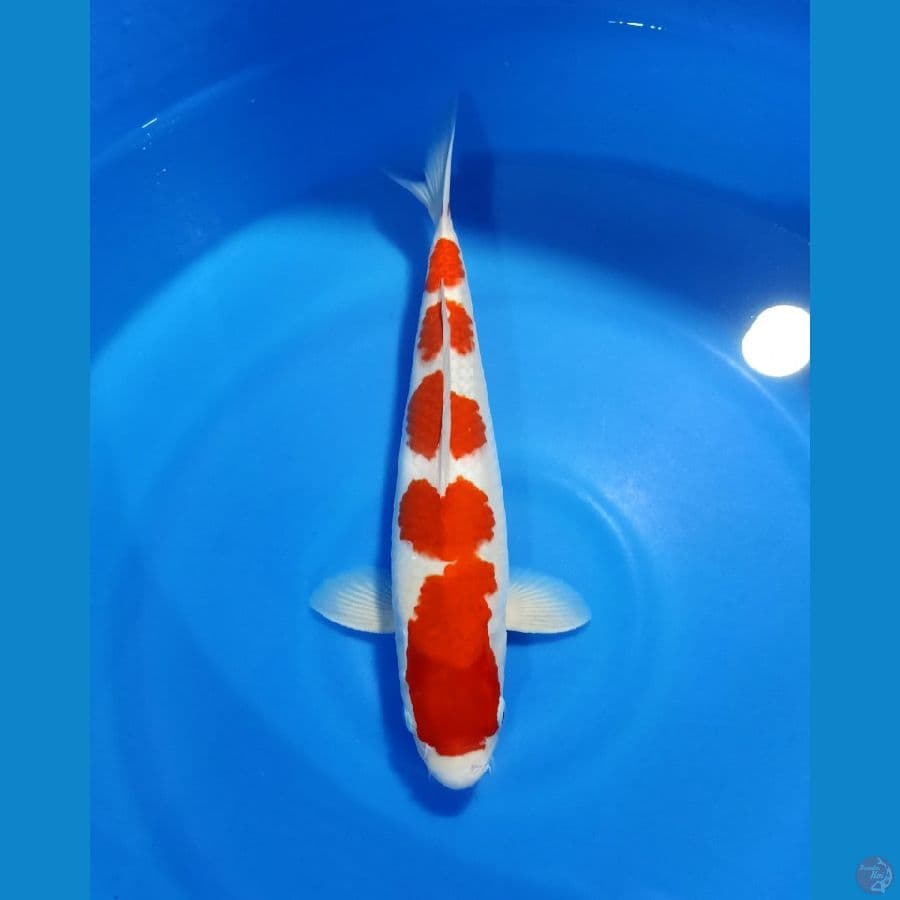 KOHAKU 40cm ORYGINAL