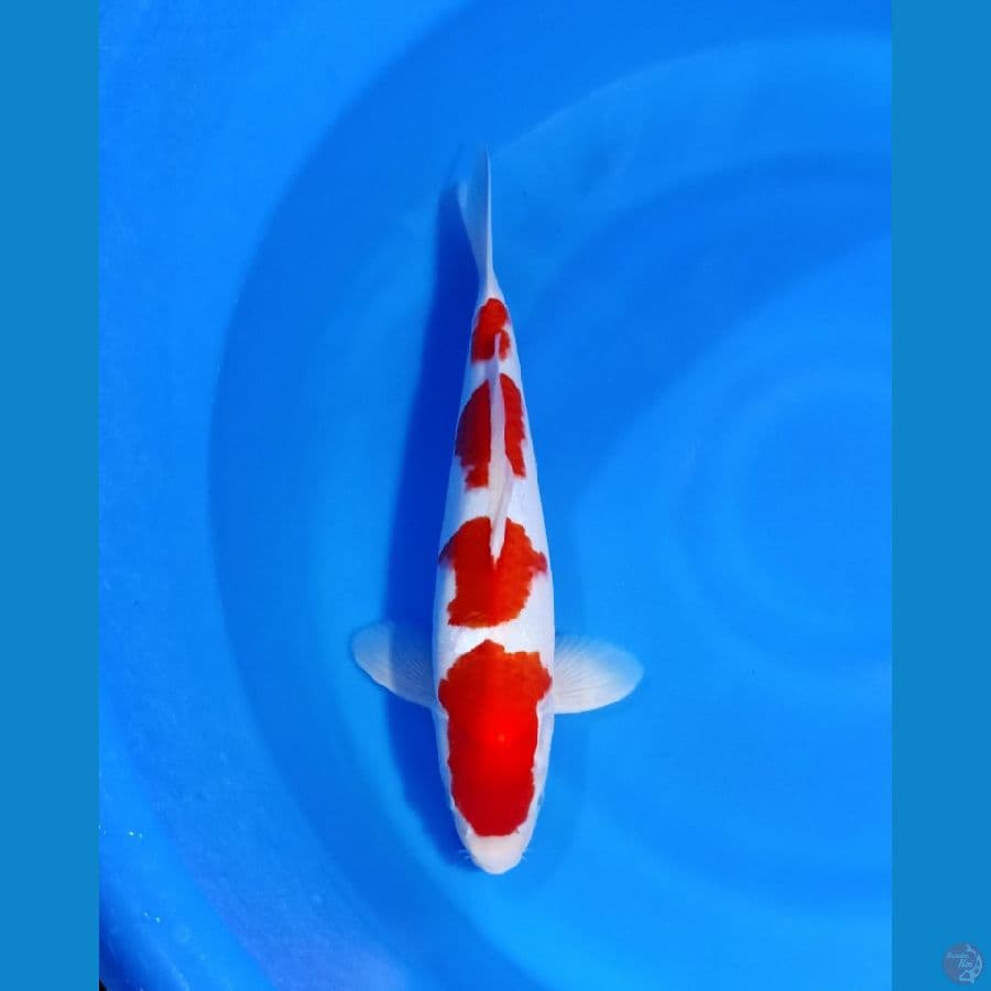 KOHAKU 40CM
