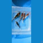showa ginrin 9 -12 cm