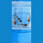 showa ginrin paket 10 cm