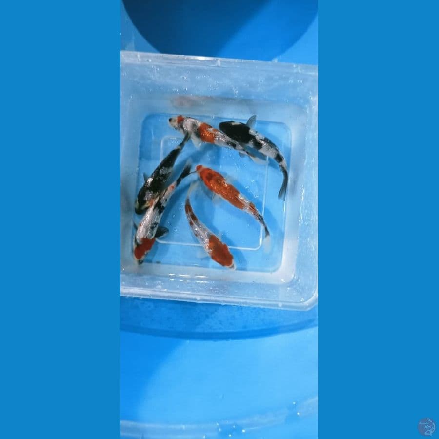 showa paket 12 cm