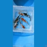 showa paket 12 cm