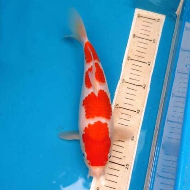 Kohaku.orijinal.super.4step.size.30cm