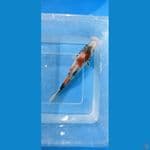 showa 14 cm