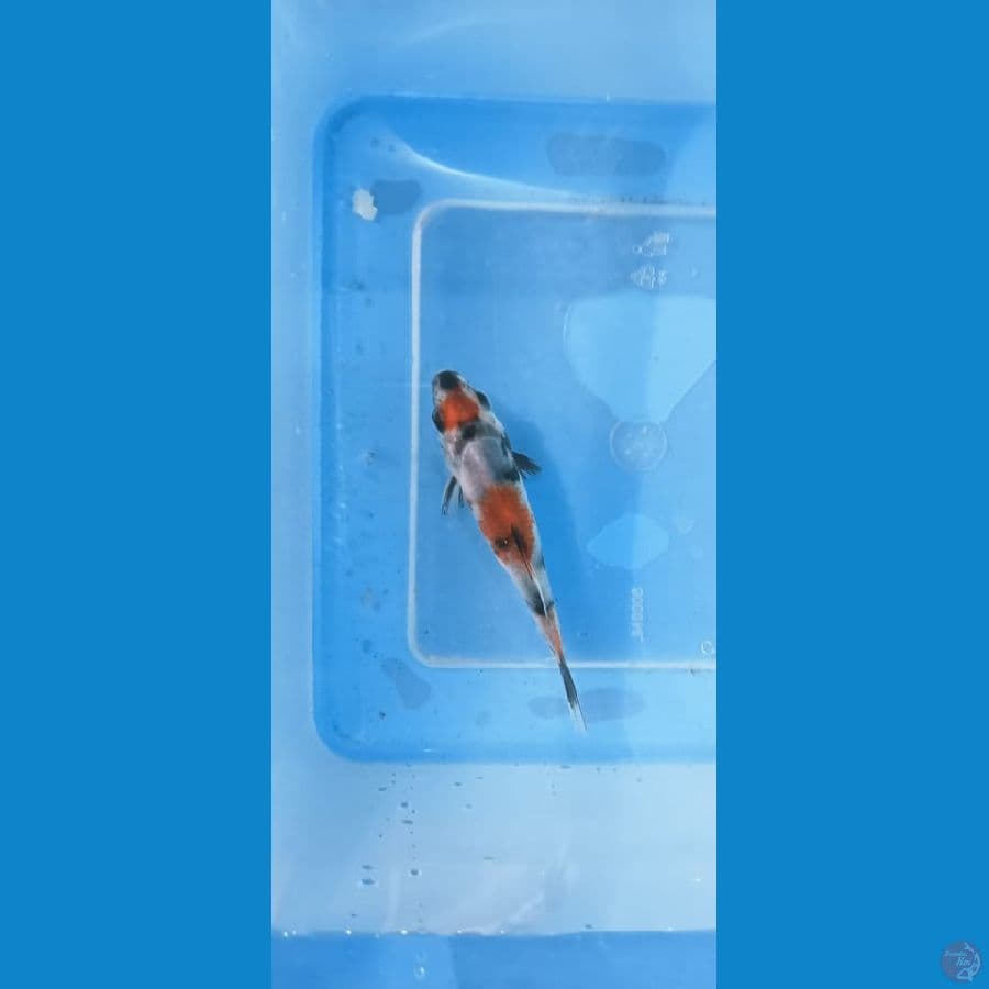 showa 10 cm