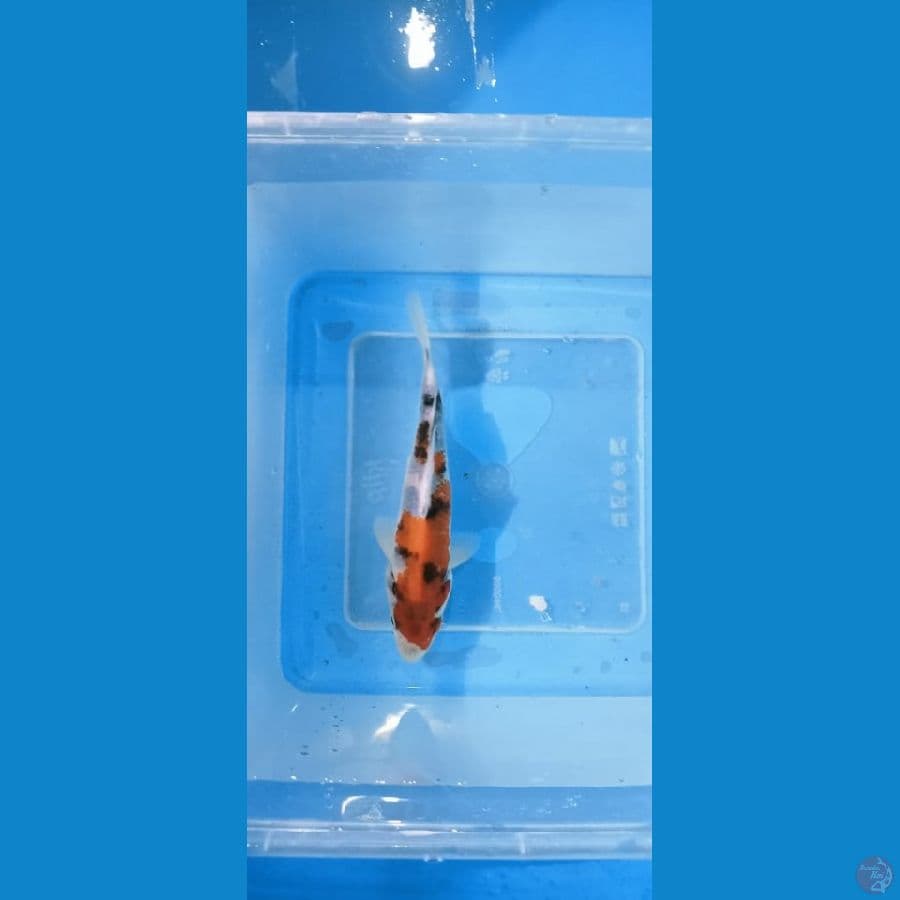 showa 12 cm