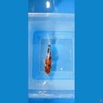 showa 12 cm