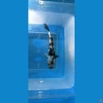 showa 12 cm