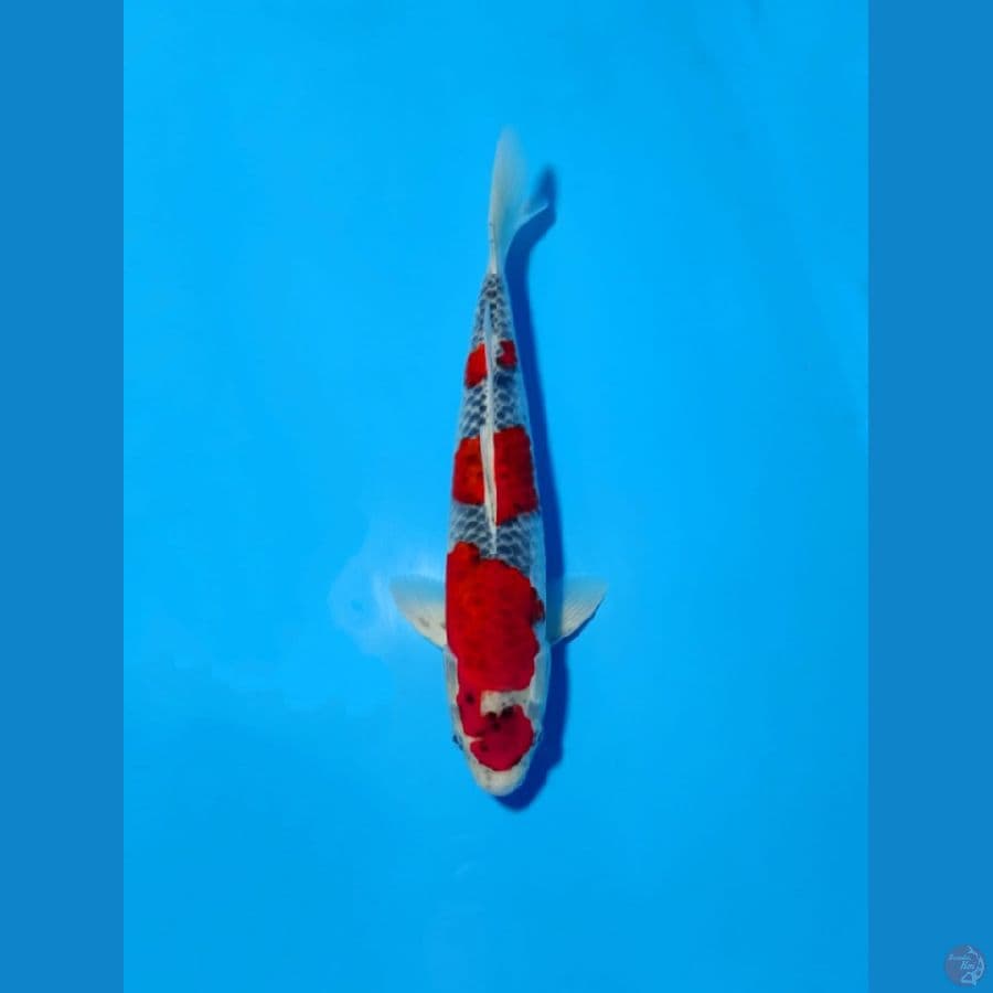 ghosiki 42cm male
