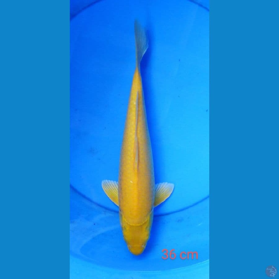 karashi punuk mata merah 36 cm