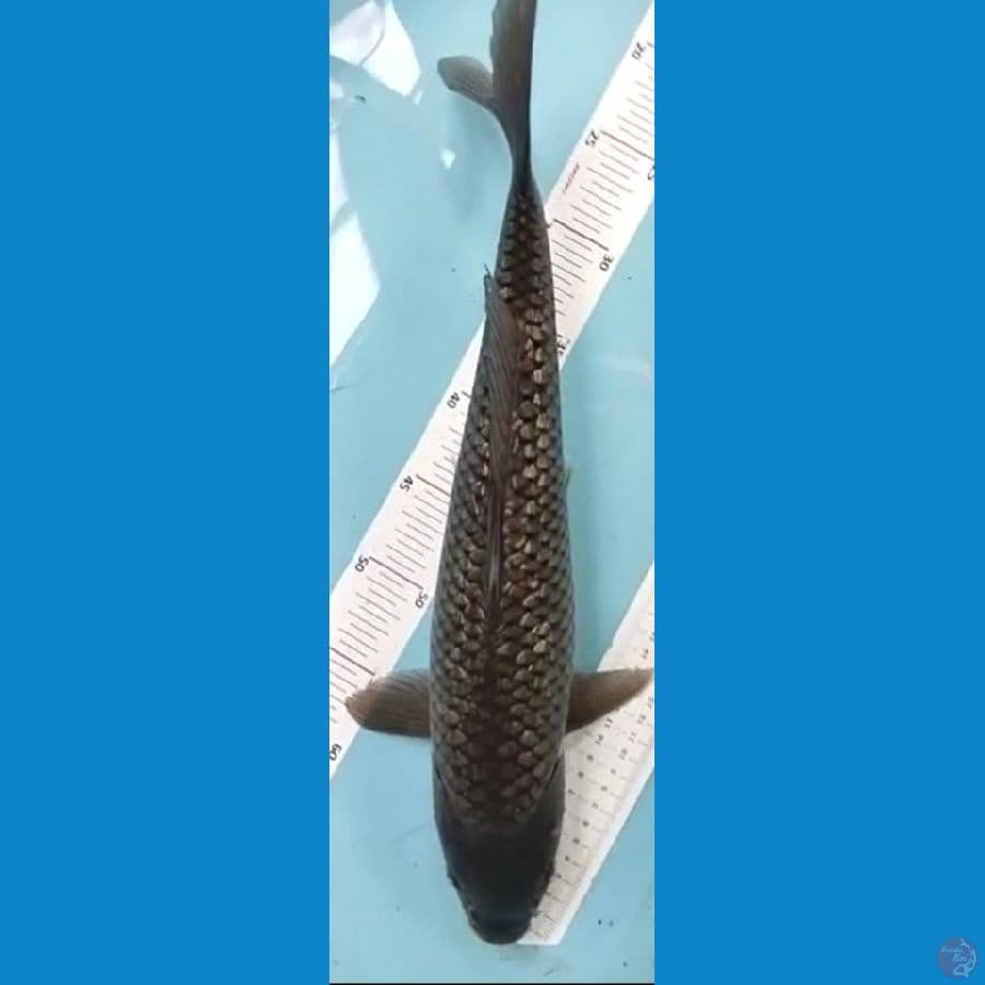 soragoi gindrin 45cm