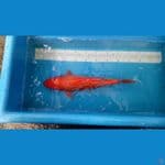 BENIGOI 40CM