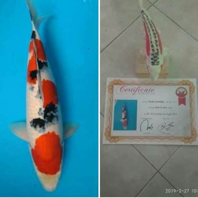 Showa.super.size.50cm