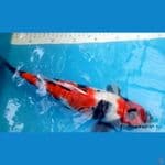 showa 32CM