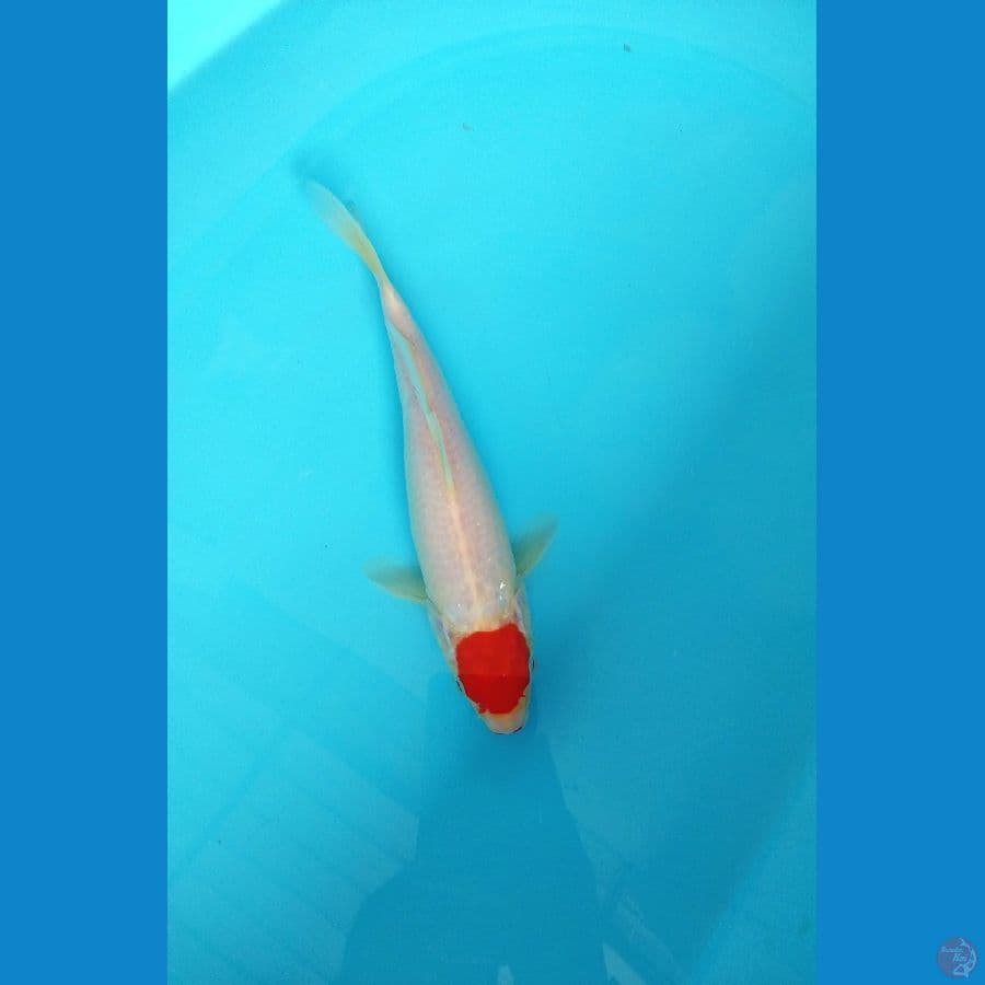 tanco kohaku originil merah strong siroji bagus 2tcm