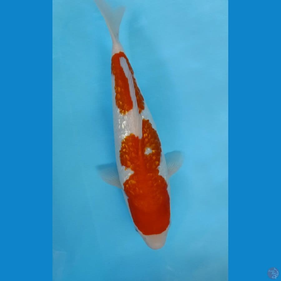LA01 KOHAKU GINRIN ORI 37CM FM