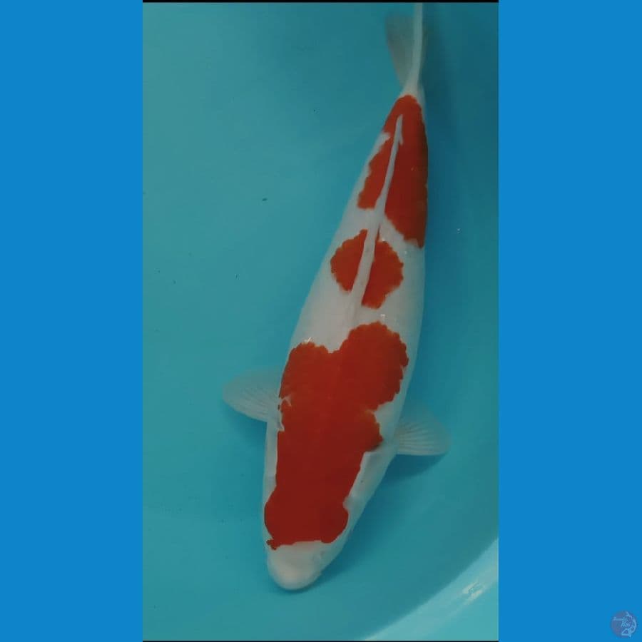 LA02 KOHAKU 3STEPP 38CM FM