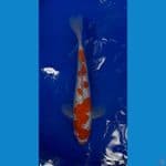 kohaku Ginrin 25cm Istimewa