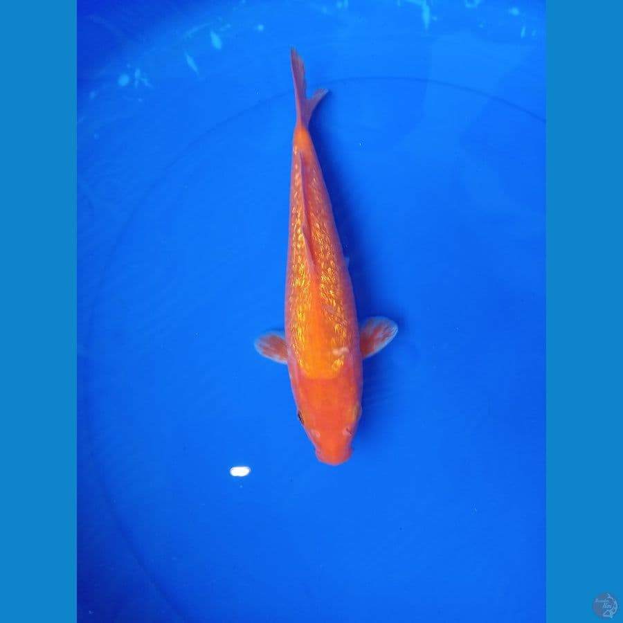 BENIGOI GINDRIN 28 cm