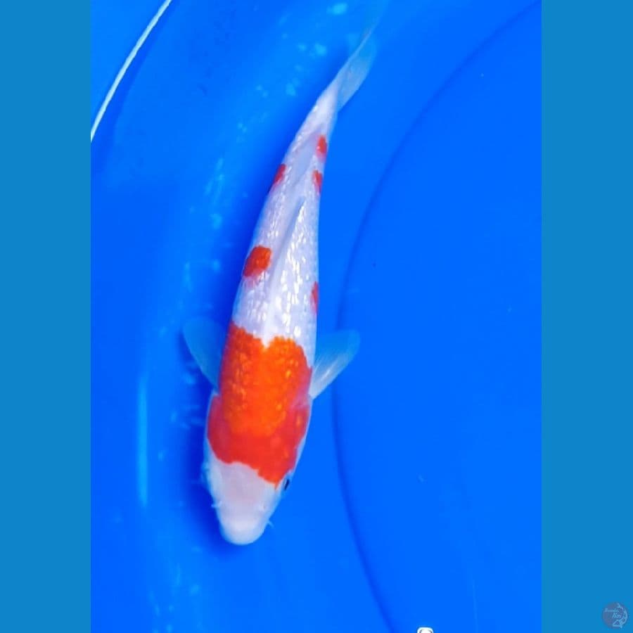 KOHAKU SAKURAN GINDRIN 24 CM