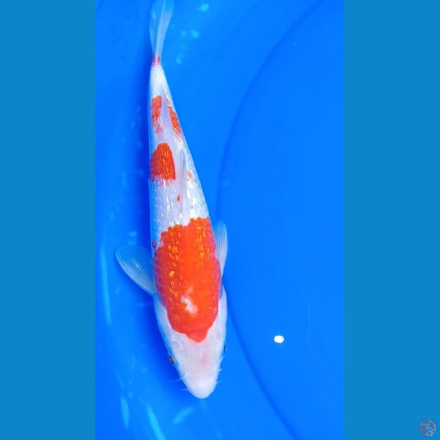 KOHAKU GINDRIN 28 CM
