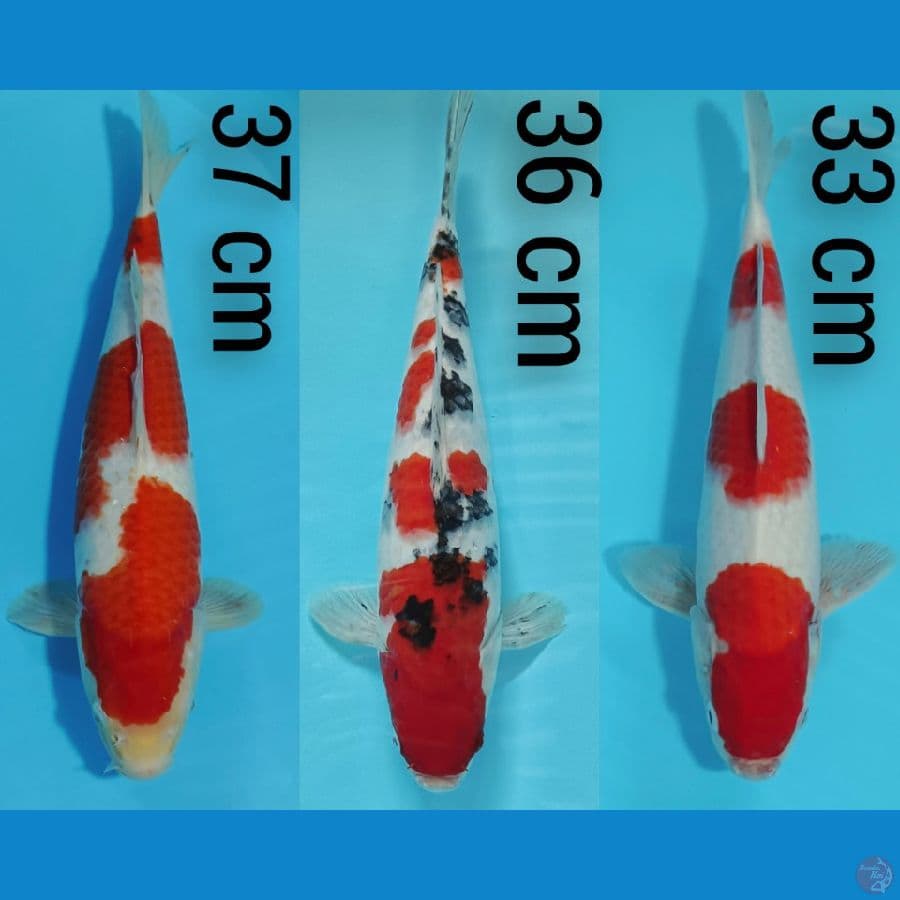 KOHAKU SANKE