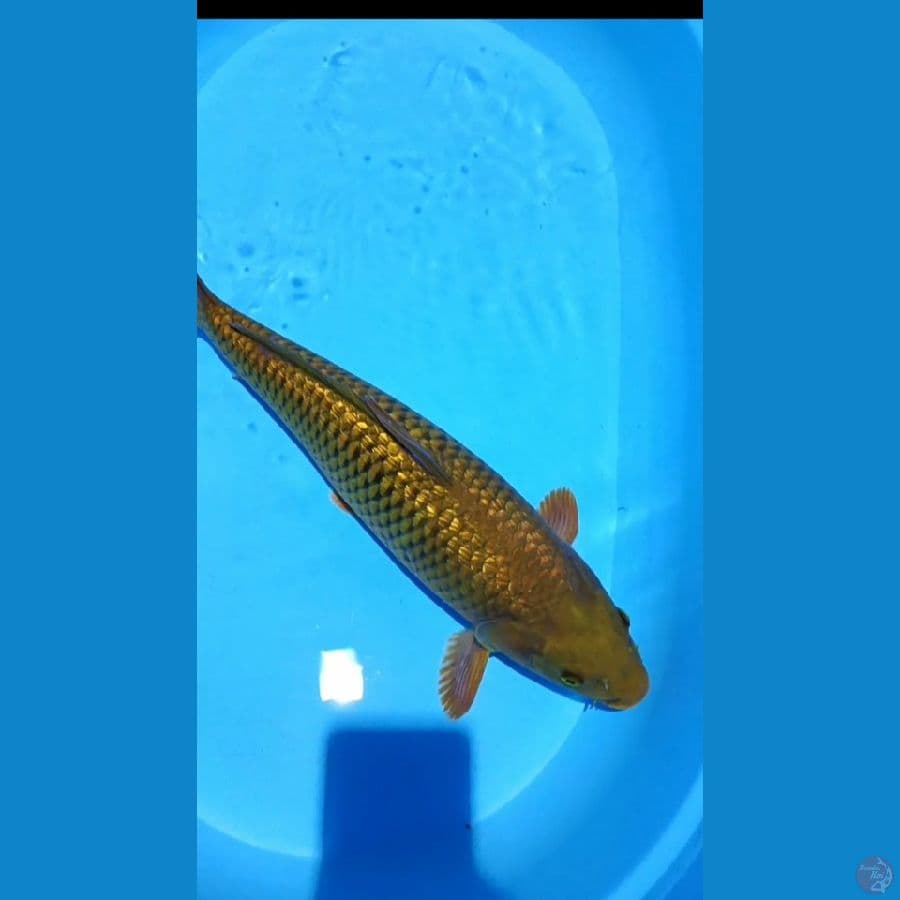 CAGOI 50 CM