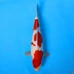 P02 - KOHAKU SUPER QUALITY 30cm MALE