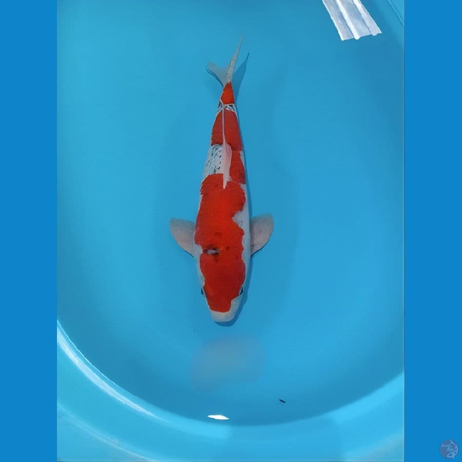 GOSIKI 43 CM
