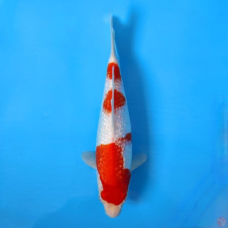 P03 - KOHAKU SUPER GINRIN 27cm FEMALE