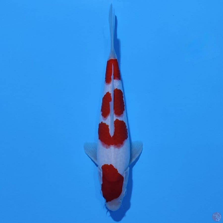 P04 - KOHAKU SHOW QUALITY 27cm male