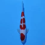 P04 - KOHAKU SHOW QUALITY 27cm male