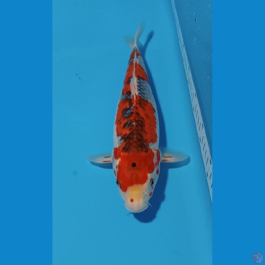 GOSIKI 37 CM
