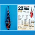 Show Quality showa doitsu 11 cm