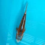 Shusui 18cm