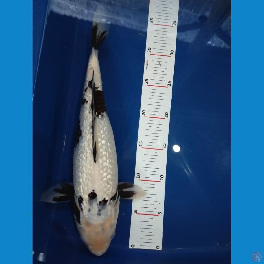 shiro SQ 35cm