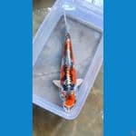Kikokuryu HQ 25cm male