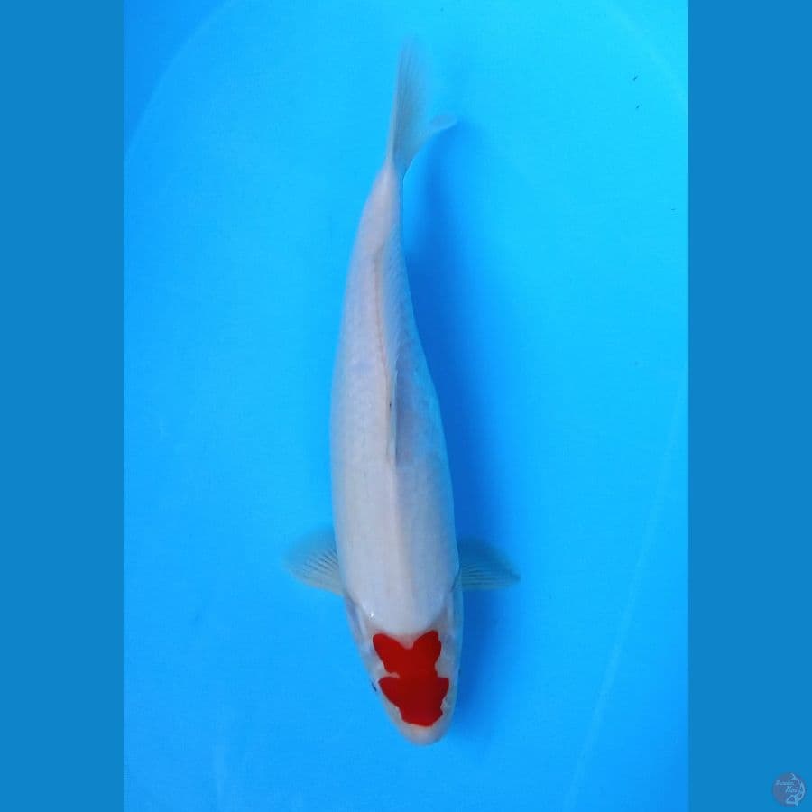 tancho playboy 37cm
