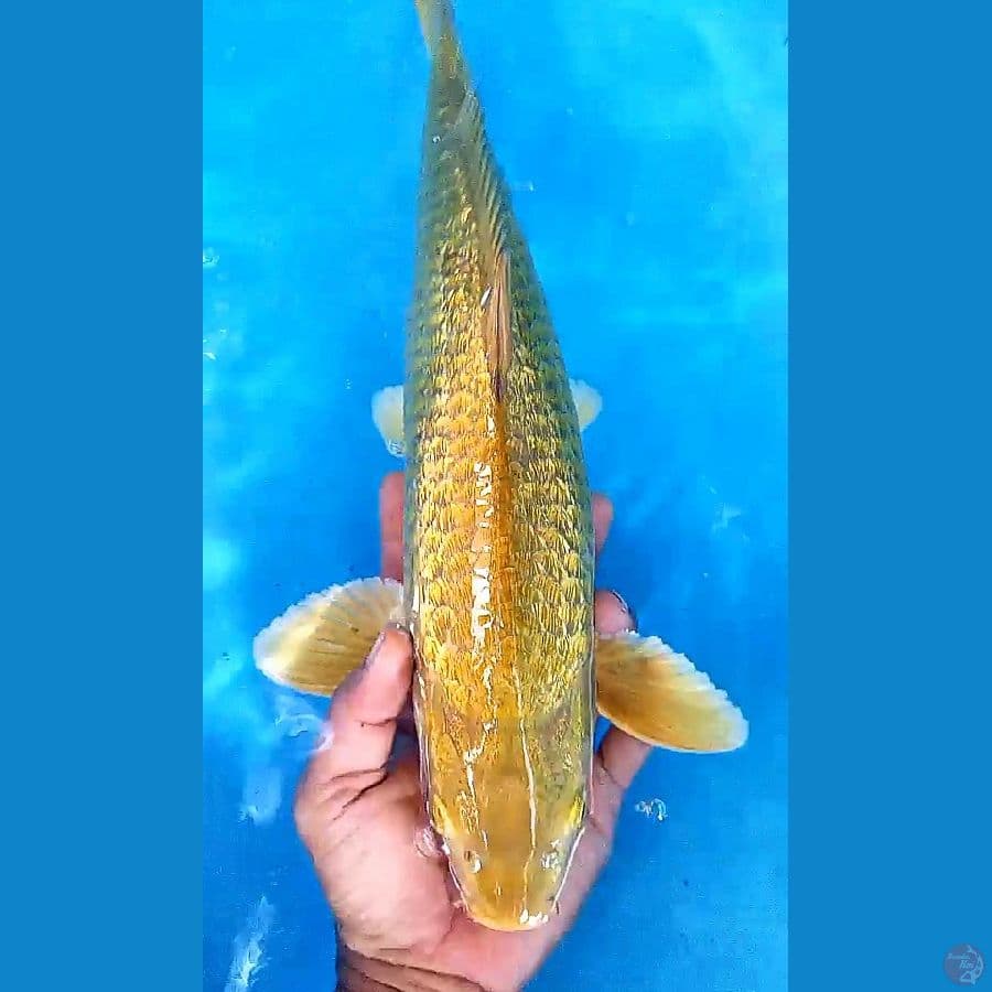 40 cm midori ginrin joss ml