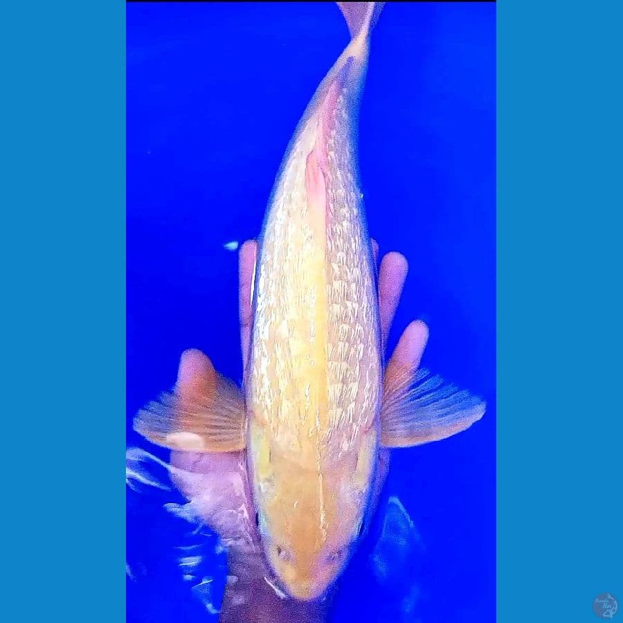 41 cm karashi ginrin munuk ml