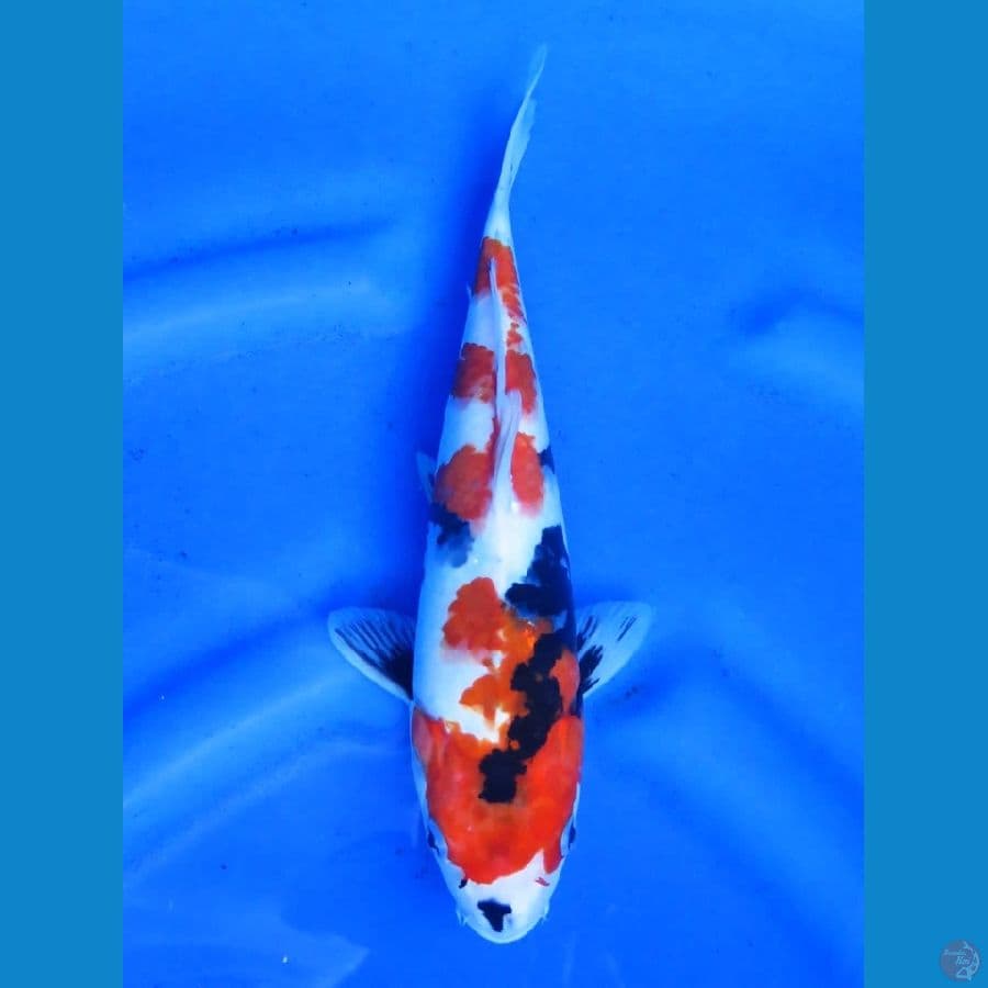 30cm - Showa Tategoi